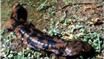 Chinese Giant Salamander