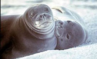 Hawaiian Monk Seals