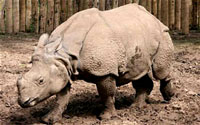 Javan Rhino