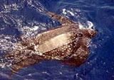 LeatherbackTurtle