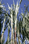 Sugar Cane